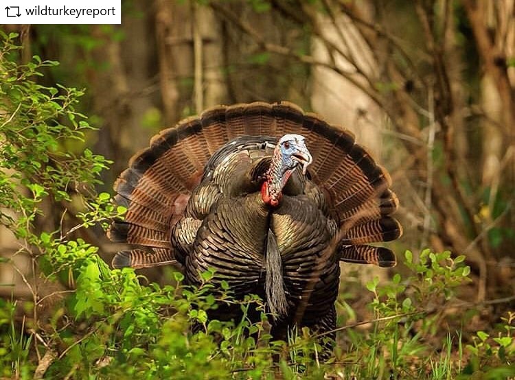 Wildlife in the Smokies Blog 